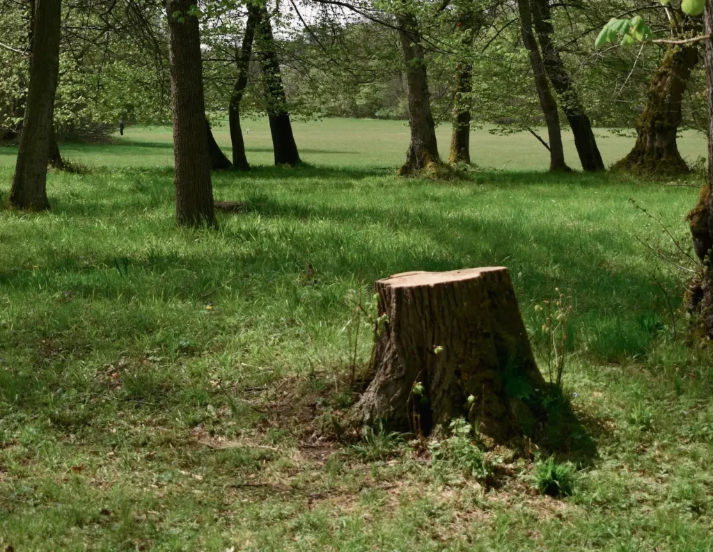 Cut tree stump in a grassy lawn